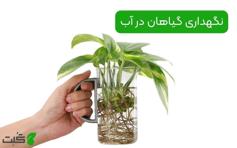 نگهداری گیاهان در آب