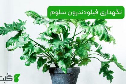 نگهداری فیلودندرون سلوم