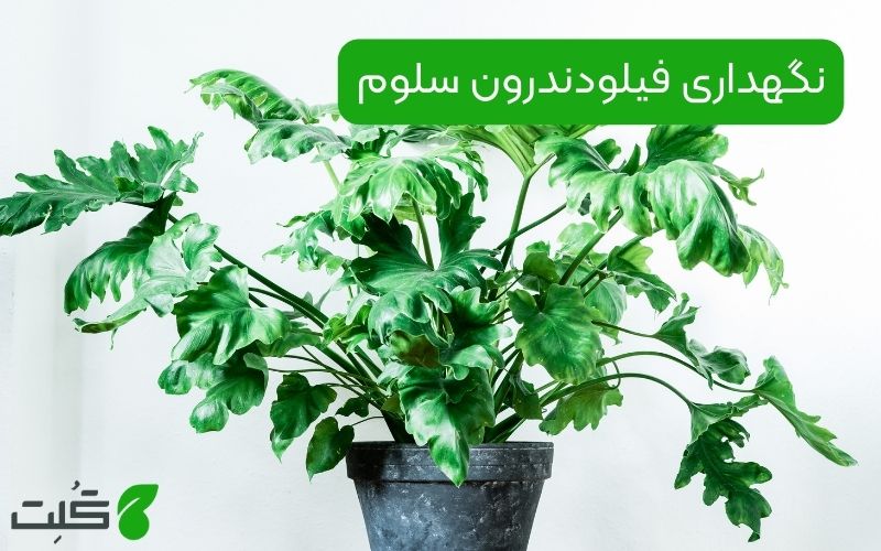 نگهداری فیلودندرون سلوم