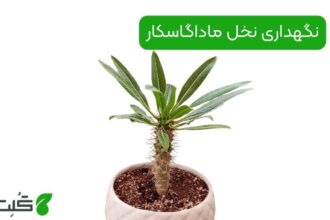 نگهداری نخل ماداگاسکار