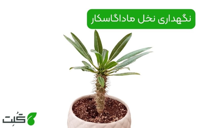 نگهداری نخل ماداگاسکار