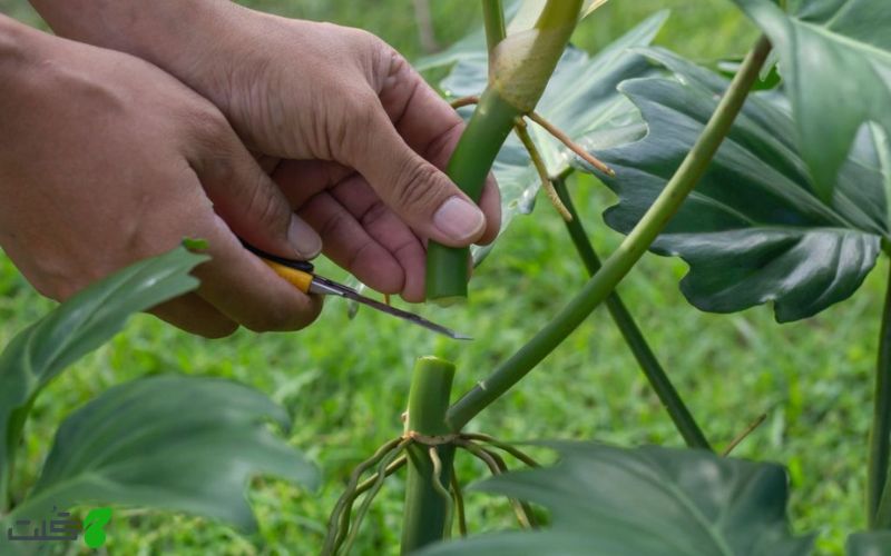 تکثیر برگ انجیری فر از طریق قلمه زدن
