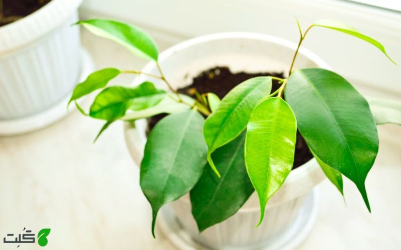 تکثیر به روش خوابانیدن شاخه بنجامین