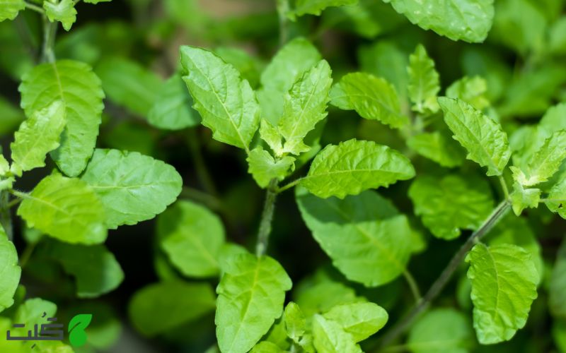 گیاه مقدس ریحانیا (Tulsi)