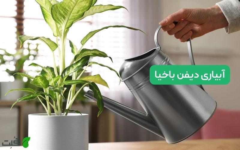 آبیاری دیفن باخیا