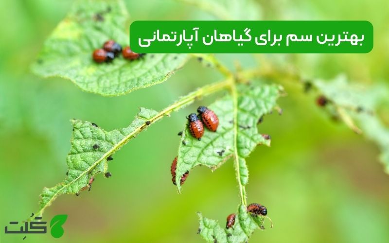 سم برای گیاهان آپارتمانی