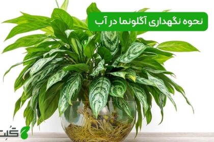 نحوه نگهداری آگلونما در آب