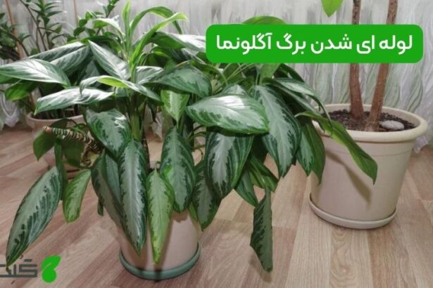 لوله ای شدن برگ آگلونما