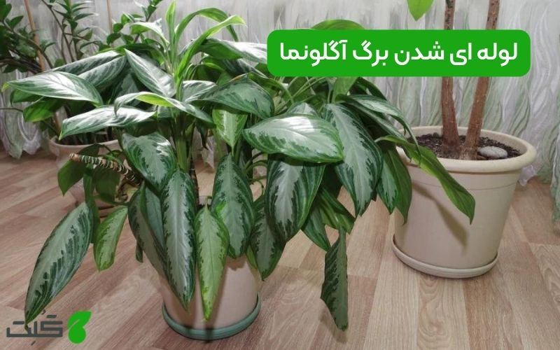 لوله ای شدن برگ آگلونما