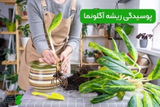 پوسیدگی ریشه آگلونما