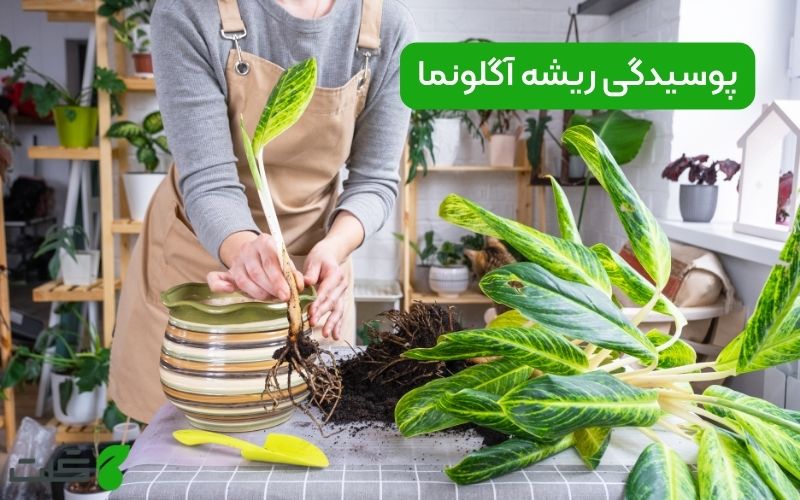 پوسیدگی ریشه آگلونما