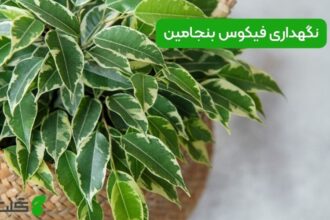 نگهداری فیکوس بنجامین