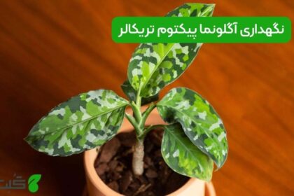 نگهداری آگلونما پیکتوم تریکالر