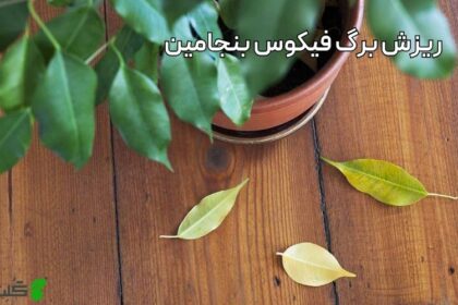 ریزش برگ فیکوس بنجامین