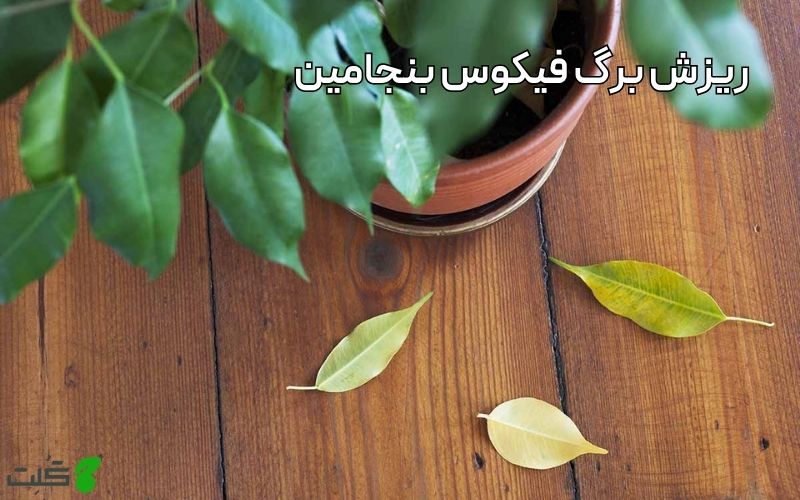 ریزش برگ فیکوس بنجامین