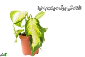 افتادگی برگ دیفن باخیا