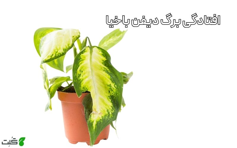 افتادگی برگ دیفن باخیا