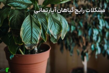 مشکلات رایج گیاهان آپارتمانی