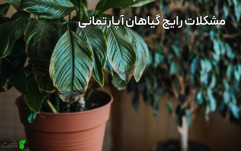 مشکلات رایج گیاهان آپارتمانی