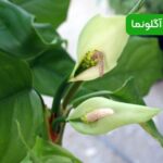 گلدهی آگلونما