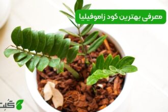 بهترین کود زاموفیلیا