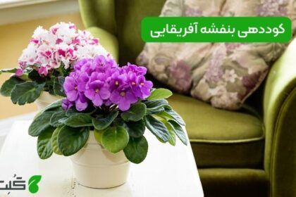 کوددهی بنفشه آفریقایی