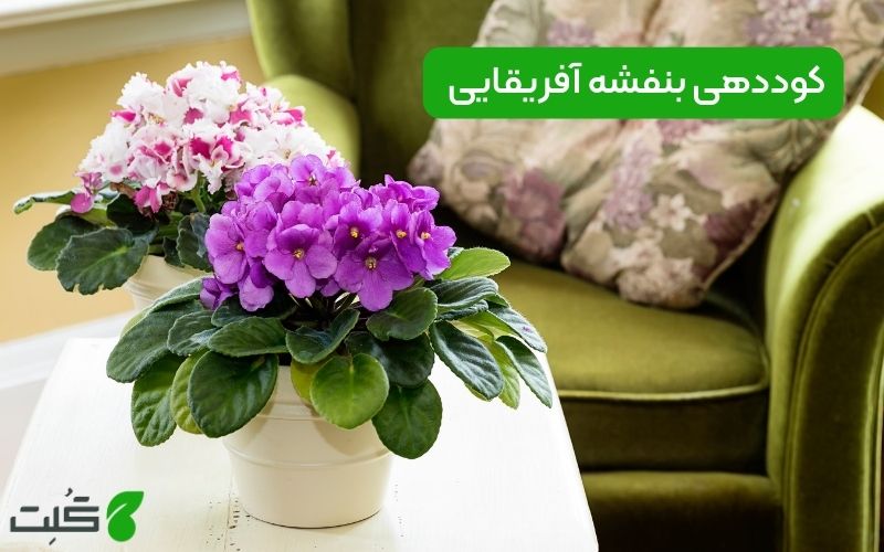 کوددهی بنفشه آفریقایی