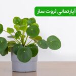 گیاهان آپارتمانی ثروت ساز در فنگ شویی