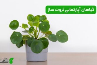 گیاهان آپارتمانی ثروت ساز در فنگ شویی