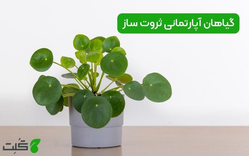 گیاهان آپارتمانی ثروت ساز در فنگ شویی