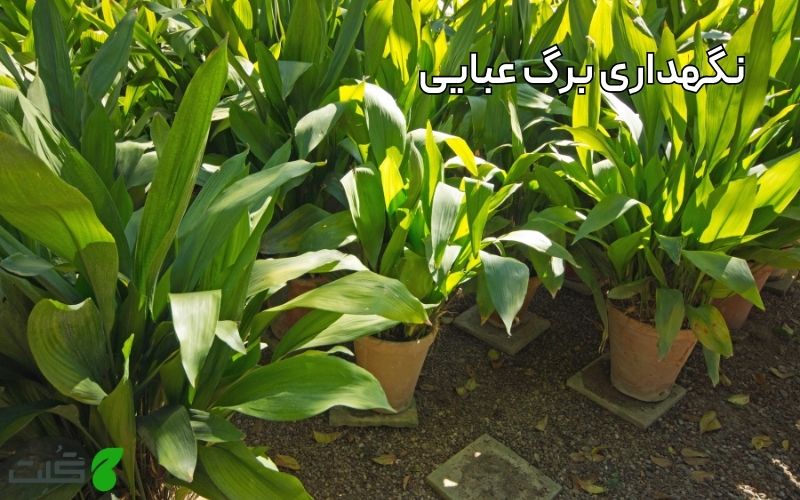 نگهداری برگ عبایی