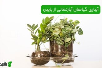 آبیاری گیاهان آپارتمانی از پایین