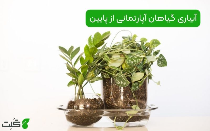 آبیاری گیاهان آپارتمانی از پایین