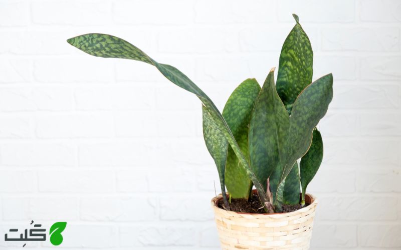 گیاه Sansevieria masoniana