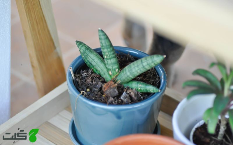 Sansevieria Silver Blue گیاه 