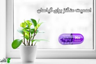 اهمیت منگنز برای گیاهان