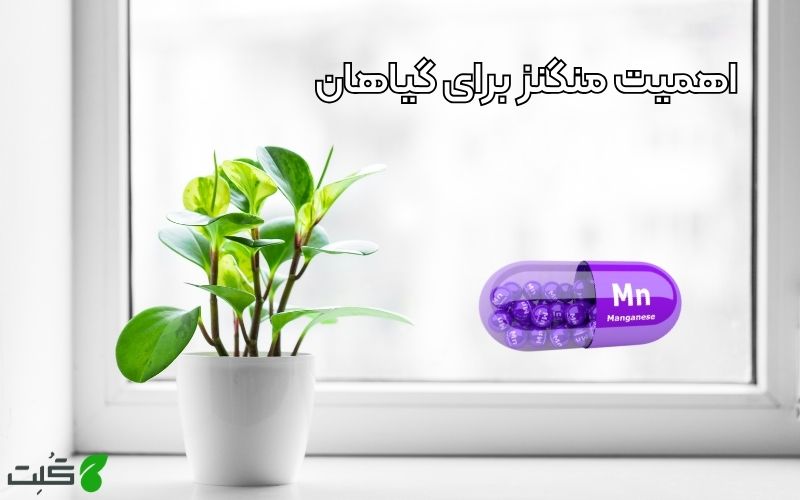 اهمیت منگنز برای گیاهان