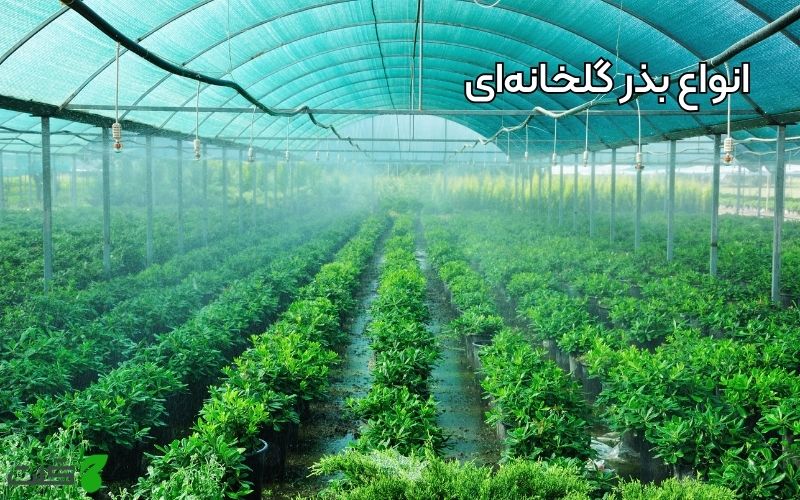 انواع بذر گلخانه‌ای