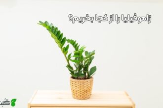 زاموفیلیا را از کجا بخریم؟