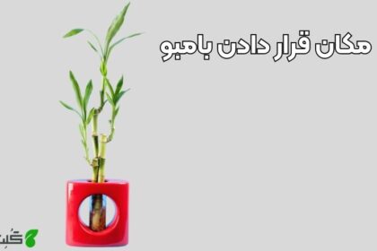 بهترین مکان قرار دادن بامبو در خانه کجاست؟