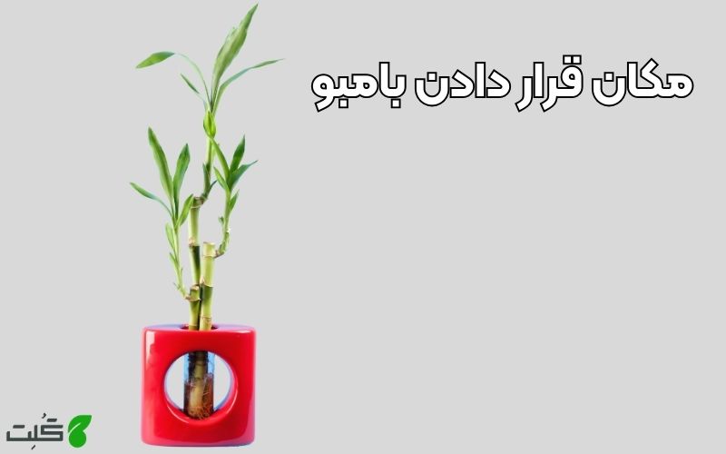 بهترین مکان قرار دادن بامبو در خانه کجاست؟