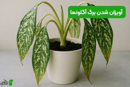 آویزان شدن برگ آگلونما