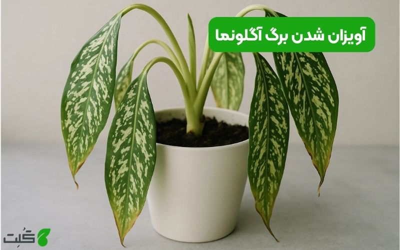 آویزان شدن برگ آگلونما