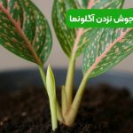 علت پاجوش نزدن آگلونما