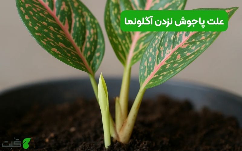 علت پاجوش نزدن آگلونما و راه های درمان آن