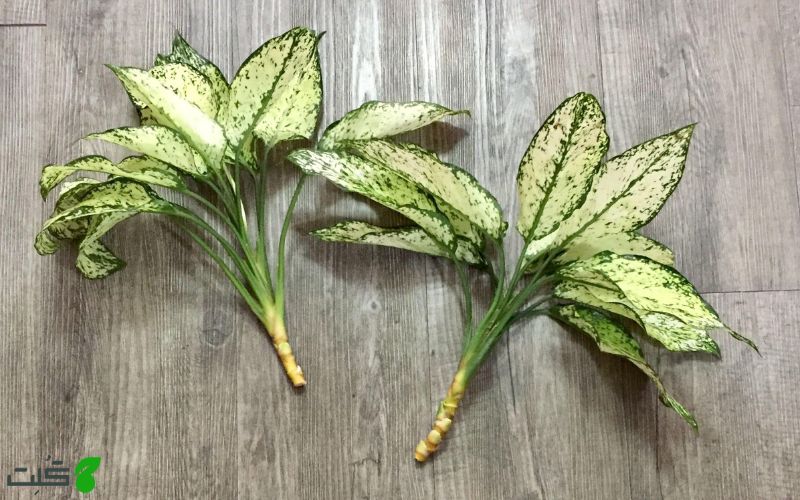 تکثیر آگلونما برفی از طریق قلمه زدن