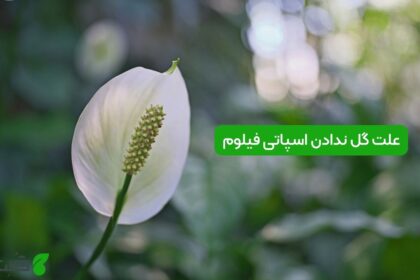 علت گل ندادن اسپاتی فیلوم