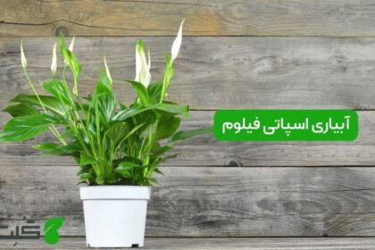 آبیاری اسپاتی فیلوم