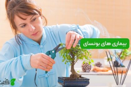 بیماری های بونسای