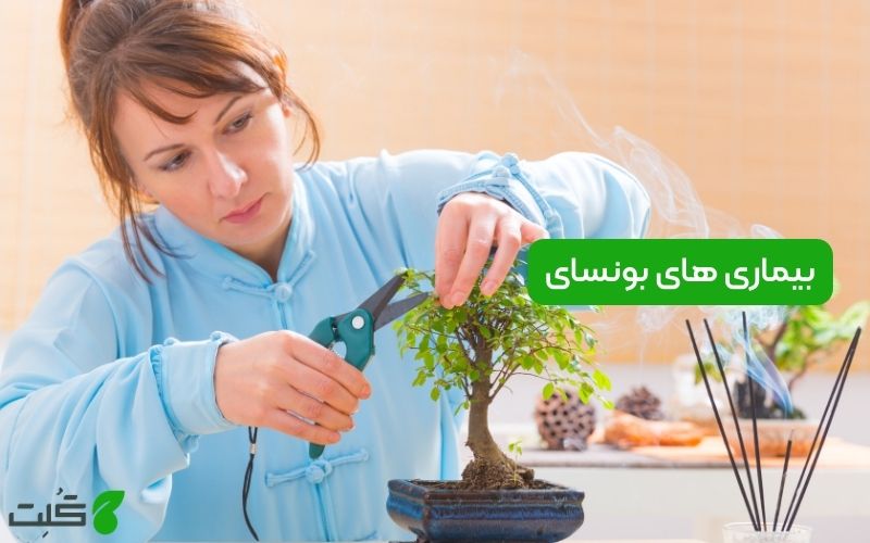 بیماری های بونسای